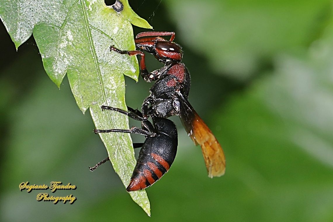 Potter Wasp, Rhynchium haemorrhoidale  Geotagged,Indonesia,Rhynchium haemorrhoidale,Winter