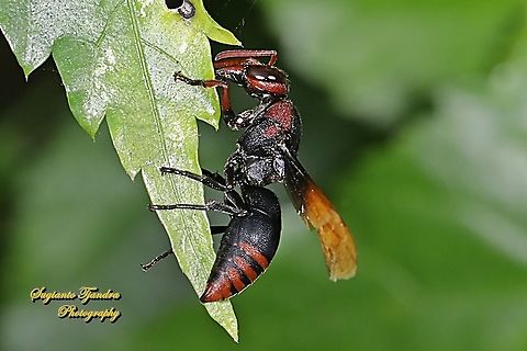 Potter Wasp, Rhynchium haemorrhoidale  Geotagged,Indonesia,Rhynchium haemorrhoidale,Winter