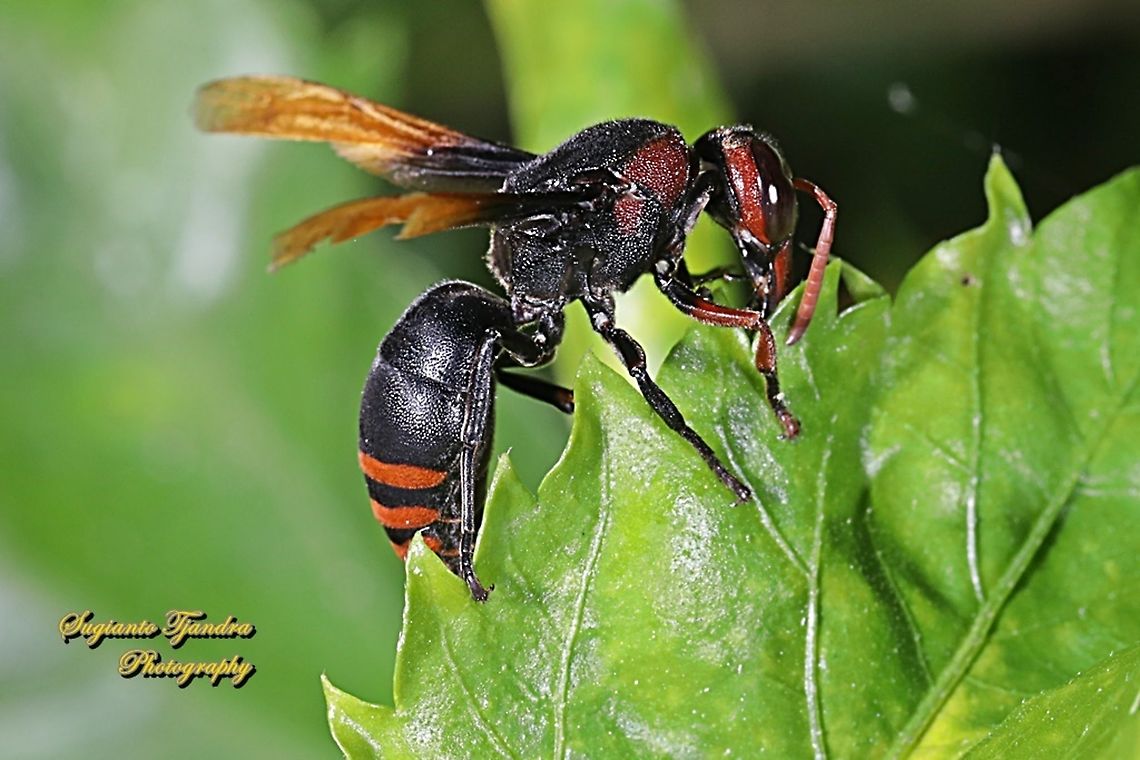 Potter Wasp, Rhynchium haemorrhoidale  Geotagged,Indonesia,Rhynchium haemorrhoidale,Winter