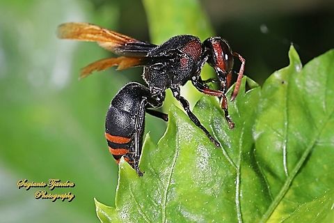 Potter Wasp, Rhynchium haemorrhoidale  Geotagged,Indonesia,Rhynchium haemorrhoidale,Winter