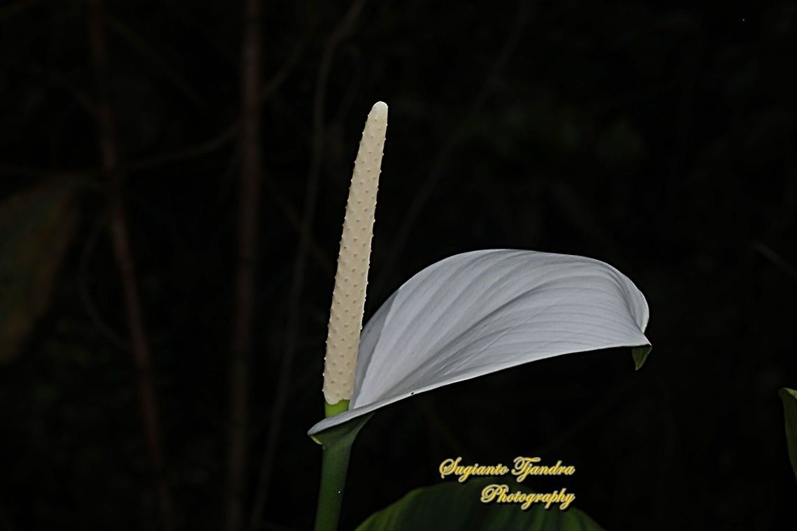 Peace Lily flower, Spathiphyllum Sp.  Geotagged,Indonesia,Winter