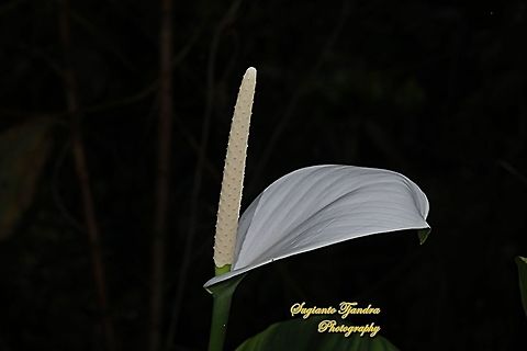 Peace Lily flower, Spathiphyllum Sp.  Geotagged,Indonesia,Winter