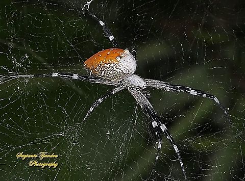 The Dome Tent-web spider (Cyrtophora moluccensis)  Cyrtophora moluccensis,Dome Tent Spider,Geotagged,Indonesia,Winter