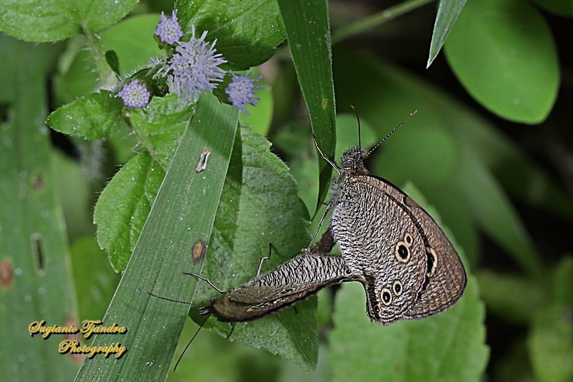 The baby fivering butterfly, Ypthima philomela philomela, - "mating"  Baby fivering,Geotagged,Indonesia,Winter,Ypthima philomela