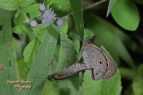 The baby fivering butterfly, Ypthima philomela philomela, - "mating"  Baby fivering,Geotagged,Indonesia,Winter,Ypthima philomela