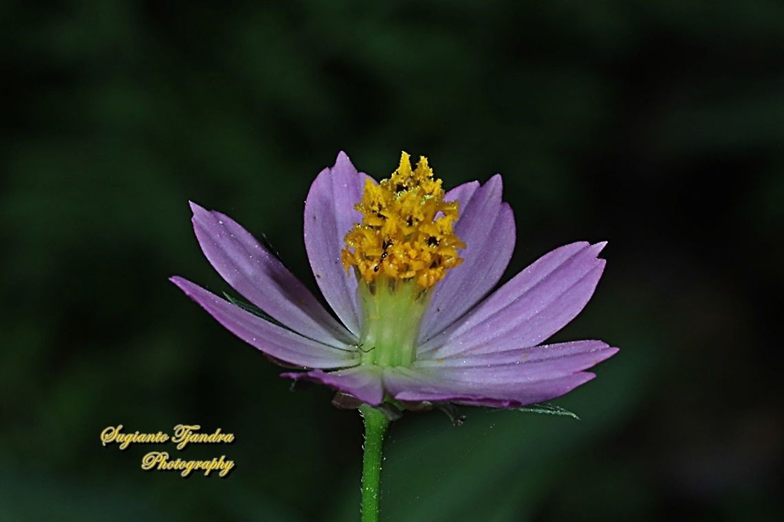 Bunga Kenikir Ungu (Cosmos caudatus)  Cosmos caudatus,Geotagged,Indonesia,Kenikir,Winter