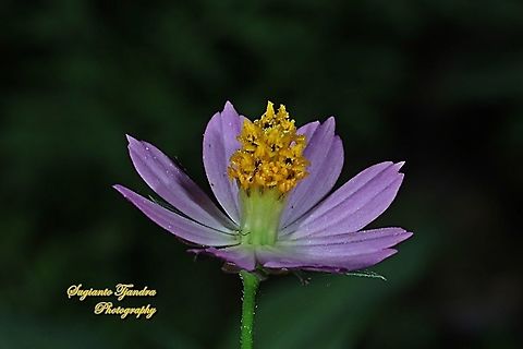 Bunga Kenikir Ungu (Cosmos caudatus)  Cosmos caudatus,Geotagged,Indonesia,Kenikir,Winter