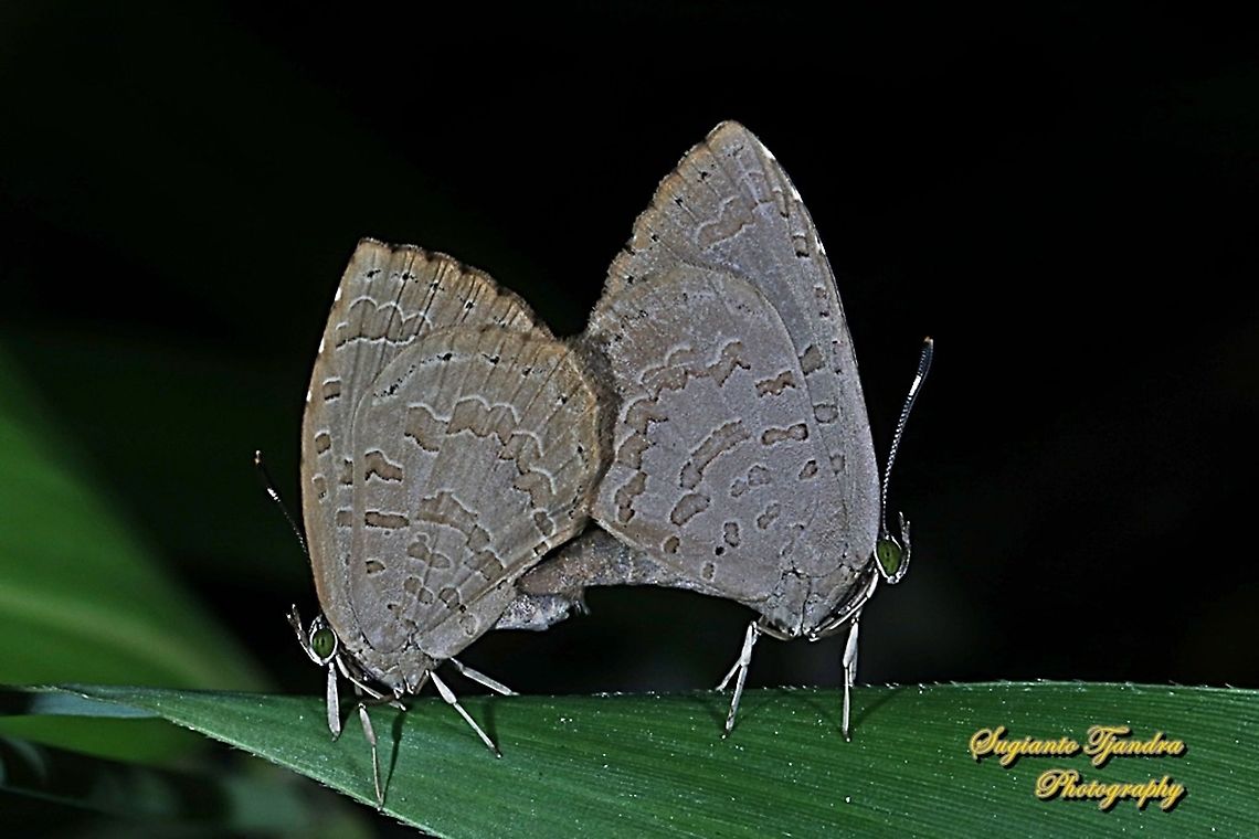 Miletus gopara, family Lycaenidae - Mating  Geotagged,Indonesia,Miletus gopara,Winter