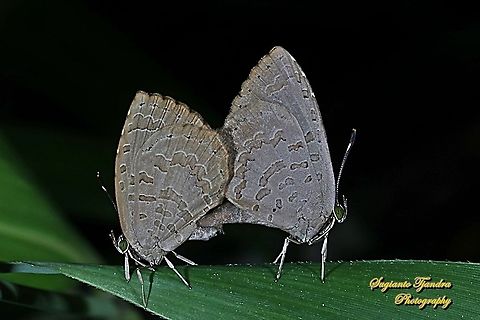 Miletus gopara, family Lycaenidae - Mating  Geotagged,Indonesia,Miletus gopara,Winter