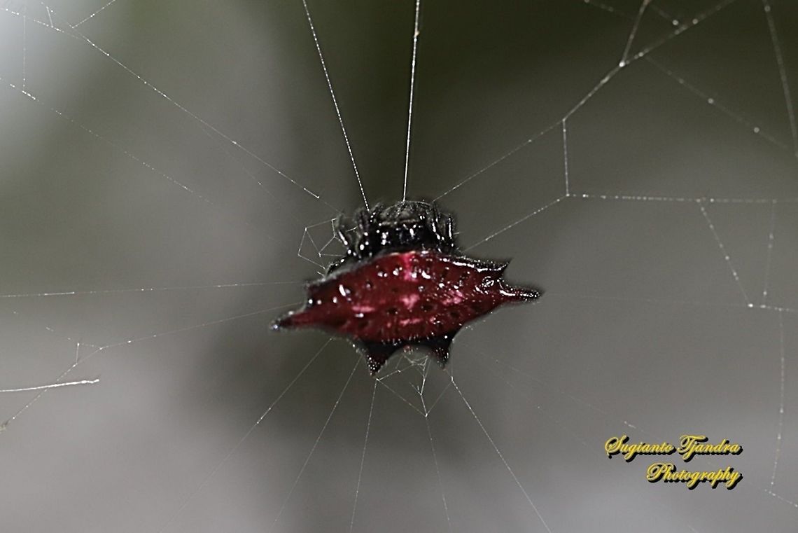 Dark red Spiny orb-weaver spider  Geotagged,Indonesia,Winter