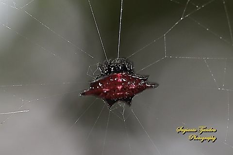 Dark red Spiny orb-weaver spider  Geotagged,Indonesia,Winter
