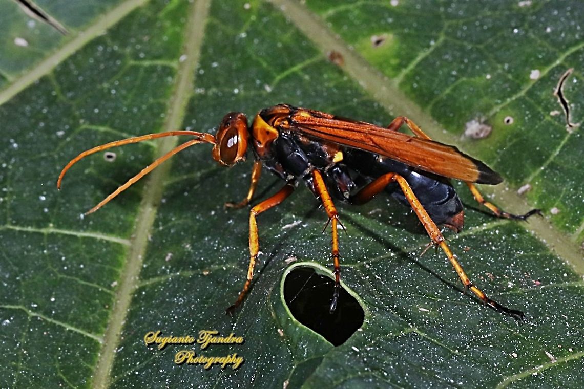 Pompilid Wasp, Pompilidae  Geotagged,Indonesia,Winter