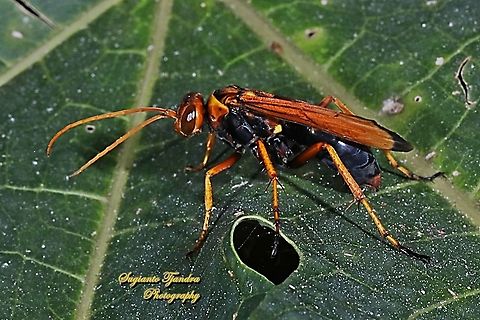 Pompilid Wasp, Pompilidae  Geotagged,Indonesia,Winter
