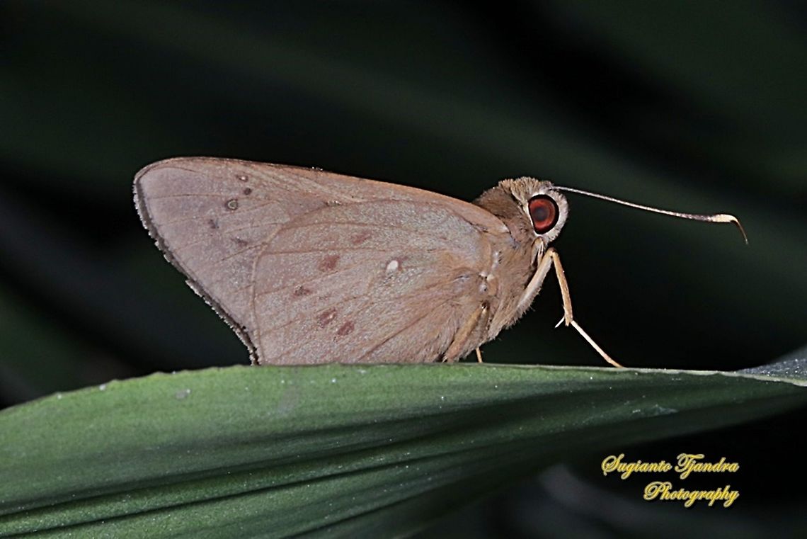The Red-Eyed Coconut Skipper Butterfly, Hidari irava  Geotagged,Hidari irava,Indonesia,Winter