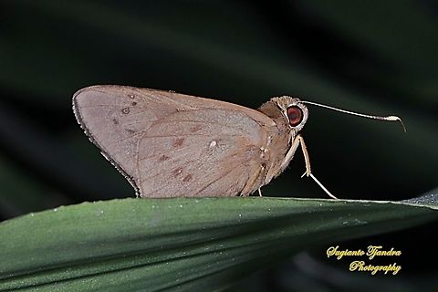 The Red-Eyed Coconut Skipper Butterfly, Hidari irava  Geotagged,Hidari irava,Indonesia,Winter