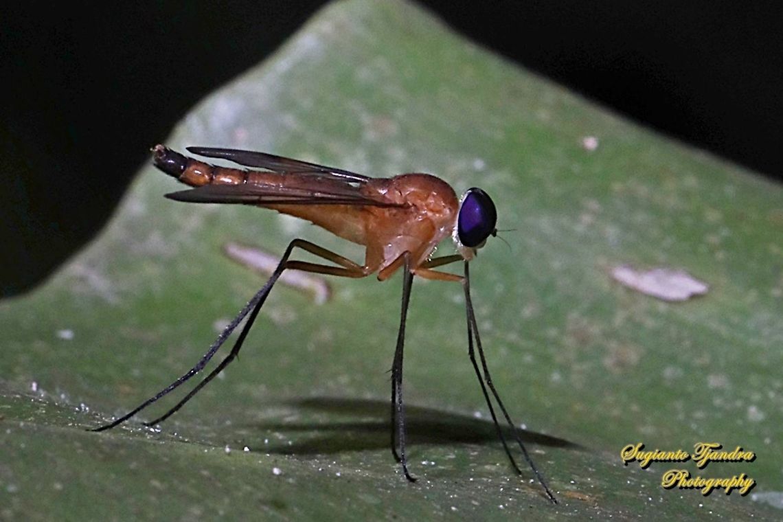 Snipe fly, Chrysopilus, Rhagionidae  Geotagged,Indonesia,Winter