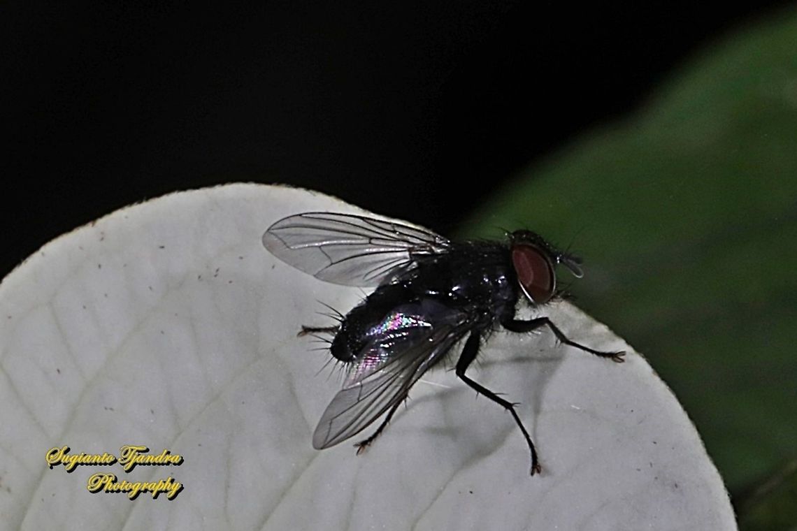 Tachinid fly, Tachinidae  Geotagged,Indonesia,Winter