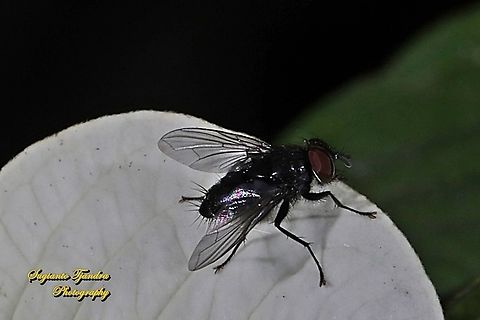 Tachinid fly, Tachinidae  Geotagged,Indonesia,Winter