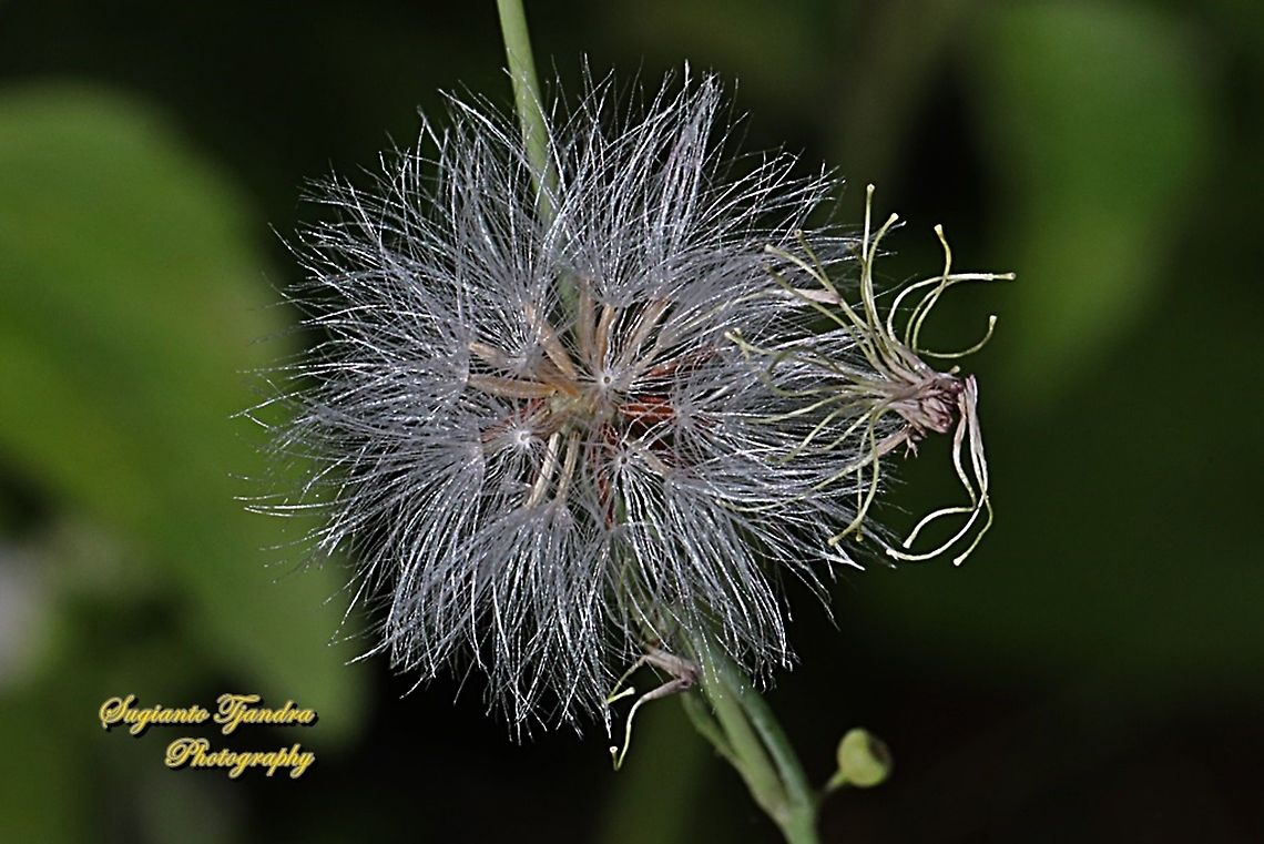 Dandelion flower (family Asteraceae)  Geotagged,Indonesia,Winter