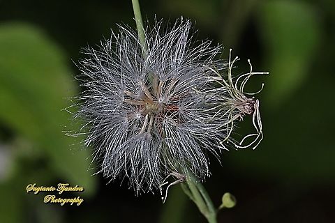 Dandelion flower (family Asteraceae)  Geotagged,Indonesia,Winter