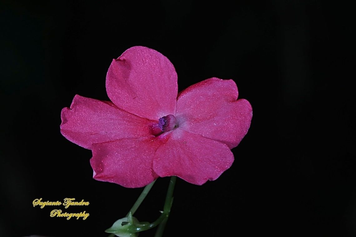Impatiens flowers, Impatiens walleriana  Busy Lizzy,Geotagged,Impatiens walleriana,Indonesia,Winter