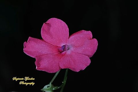 Impatiens flowers, Impatiens walleriana  Busy Lizzy,Geotagged,Impatiens walleriana,Indonesia,Winter