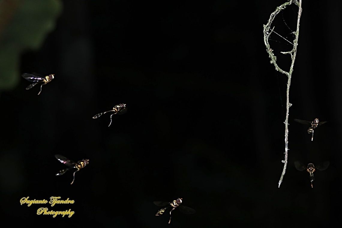 Hoverfly wasp mimicry, Allobaccha sp  Geotagged,Indonesia,Winter