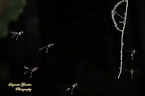 Hoverfly wasp mimicry, Allobaccha sp  Geotagged,Indonesia,Winter