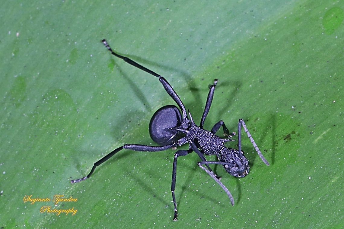 Black Spiny Ant (Polyrhachis armata)  Geotagged,Indonesia,Polyrhachis armata,Winter