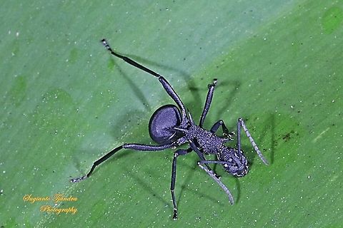 Black Spiny Ant (Polyrhachis armata)  Geotagged,Indonesia,Polyrhachis armata,Winter