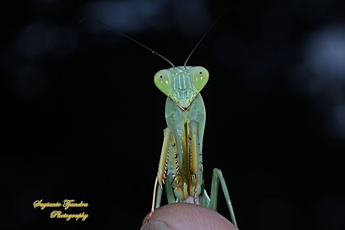 Giant Asian Praying Mantis, Hierodula Sp  Geotagged,Indonesia,Winter