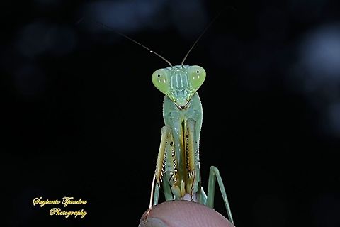 Giant Asian Praying Mantis, Hierodula Sp  Geotagged,Indonesia,Winter