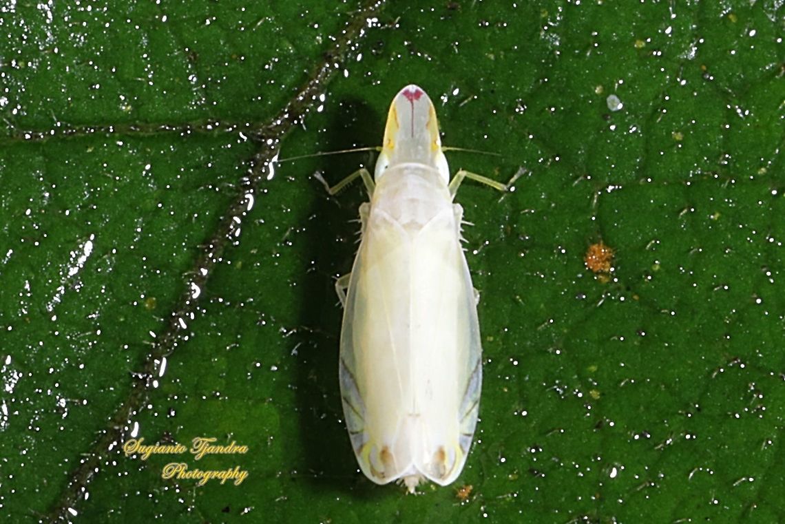 Tropiduchid planthopper, Tropiduchinae, family Tropiduchidae  Geotagged,Indonesia,Winter