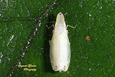 Tropiduchid planthopper, Tropiduchinae, family Tropiduchidae  Geotagged,Indonesia,Winter