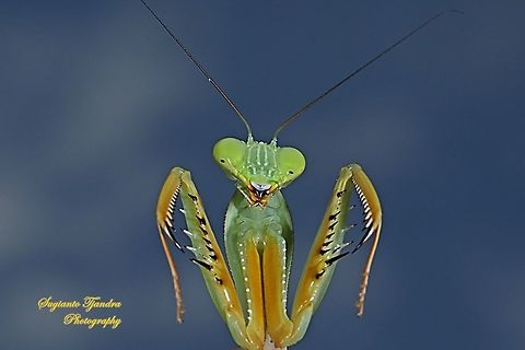 Giant Asian Praying Mantis, Hierodula Sp  Geotagged,Indonesia,Winter