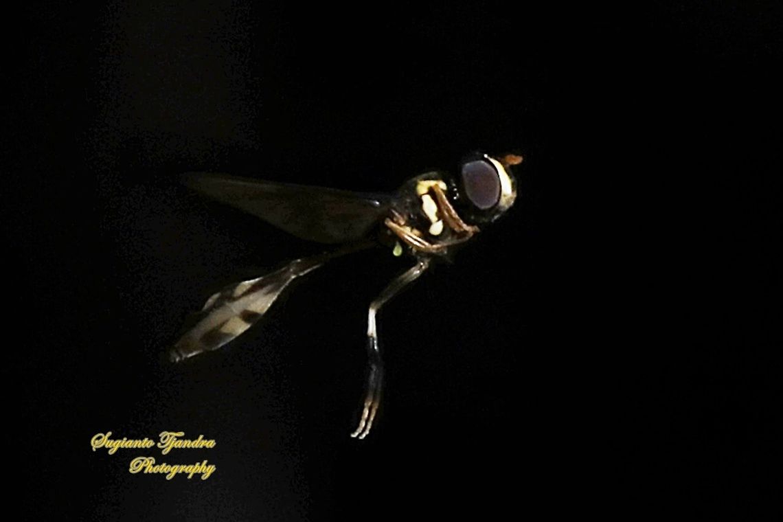 Hoverfly wasp mimicry, Allobaccha sp  Geotagged,Indonesia,Winter