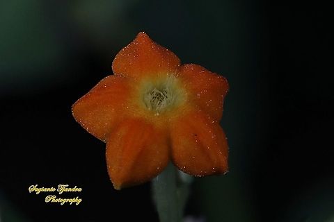 The Star of Bunga Nusa Indah flower, Mussaenda erythrophylla  Ashanti blood,Geotagged,Indonesia,Mussaenda erythrophylla,Winter