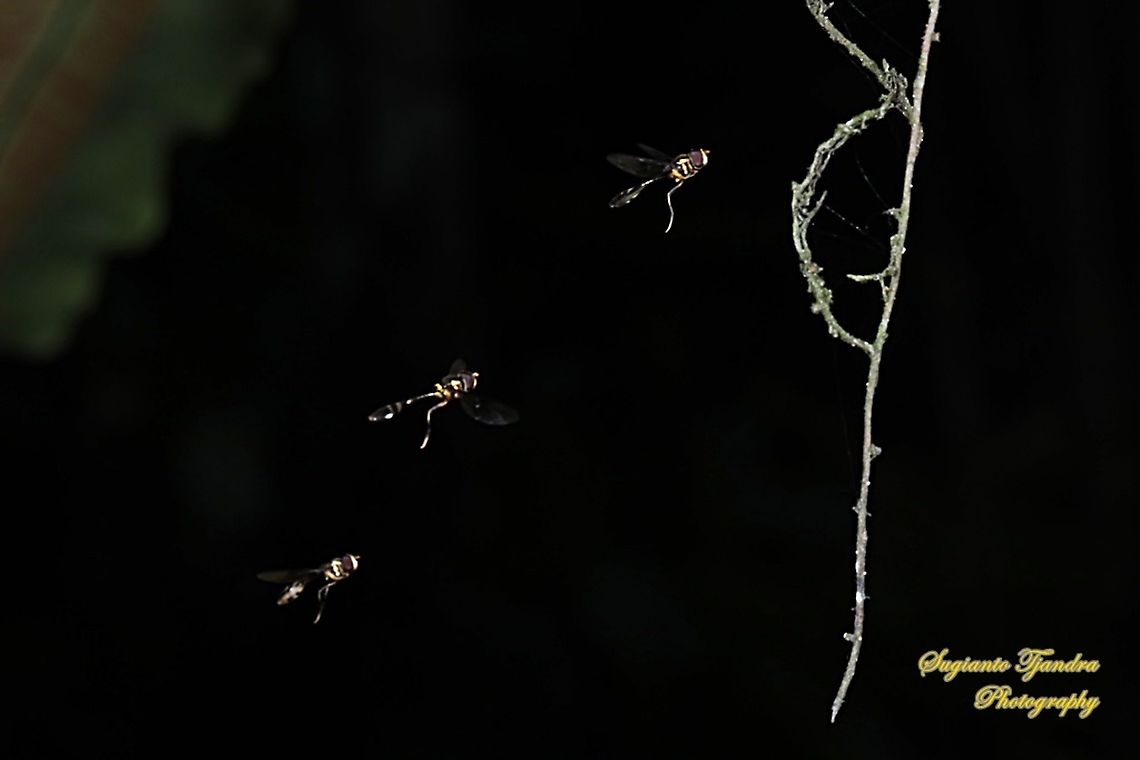 Hoverfly wasp mimicry, Allobaccha sp  Geotagged,Indonesia,Winter