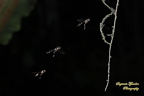 Hoverfly wasp mimicry, Allobaccha sp  Geotagged,Indonesia,Winter