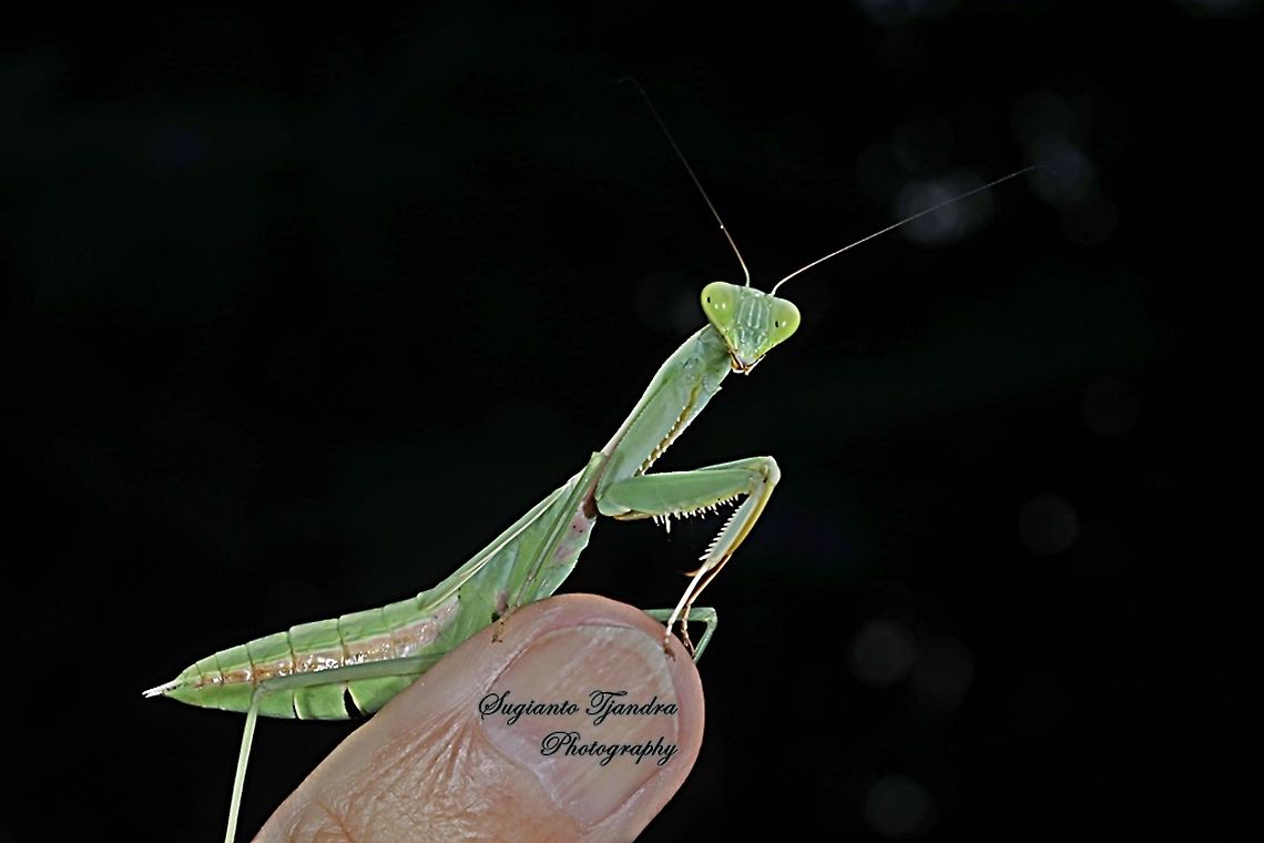 Giant Asian Praying Mantis, Hierodula Sp  Geotagged,Indonesia,Winter