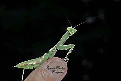 Giant Asian Praying Mantis, Hierodula Sp  Geotagged,Indonesia,Winter