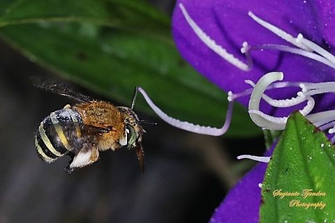 Blue Banded Bee, Amegilla zonata, Amegilla Sp looking for nectar on a Princess Flower, Tibouchina urvilleana (Melastomataceae Sp)  Amegilla cingulata,Blue banded bee,Geotagged,Indonesia,Winter
