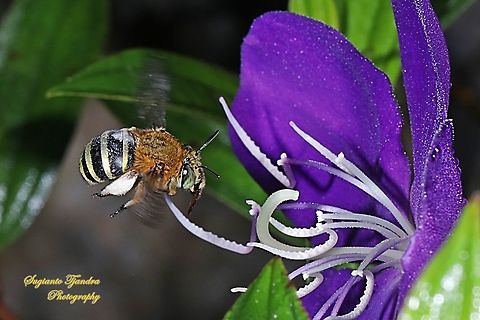 Blue Banded Bee, Amegilla zonata, Amegilla Sp looking for nectar on a Princess Flower, Tibouchina urvilleana (Melastomataceae Sp)  Amegilla cingulata,Blue banded bee,Geotagged,Indonesia,Winter