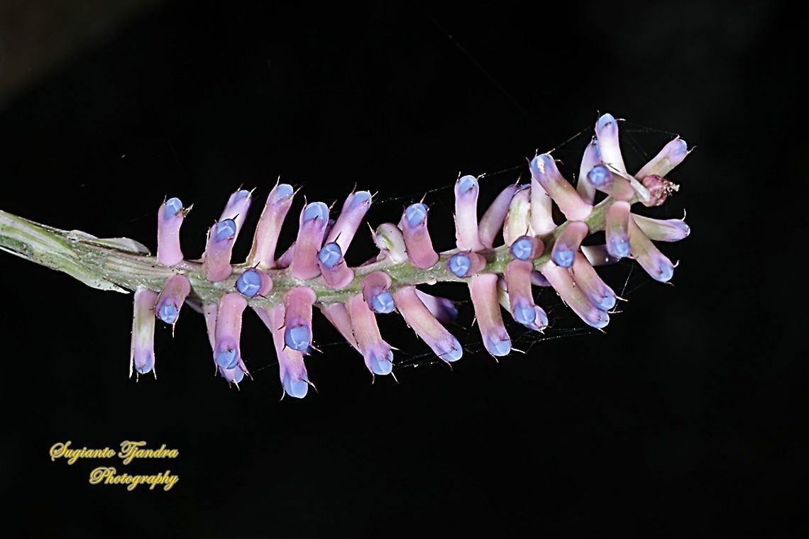 Pink blue Aechmea, apocalyptica gamesopela bromeliad flower  Aechmea apocalyptica,Geotagged,Indonesia,Winter