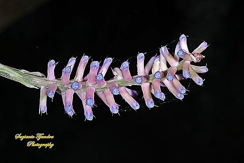 Pink blue Aechmea, apocalyptica gamesopela bromeliad flower  Aechmea apocalyptica,Geotagged,Indonesia,Winter