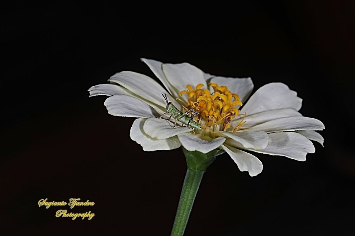 Locust nymph, Acrididae Sp on the Zinnia Flower  Geotagged,Indonesia,Winter
