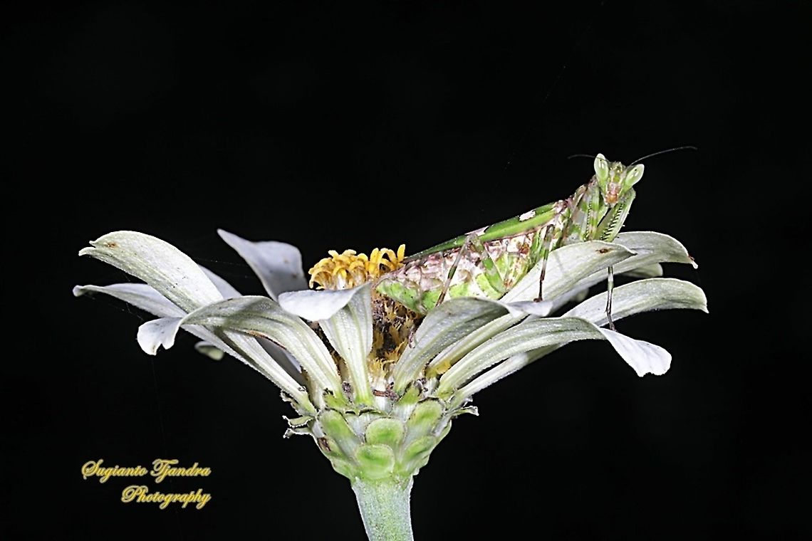 Flower mantis  - Creobroter Sp  Geotagged,Indonesia,Winter