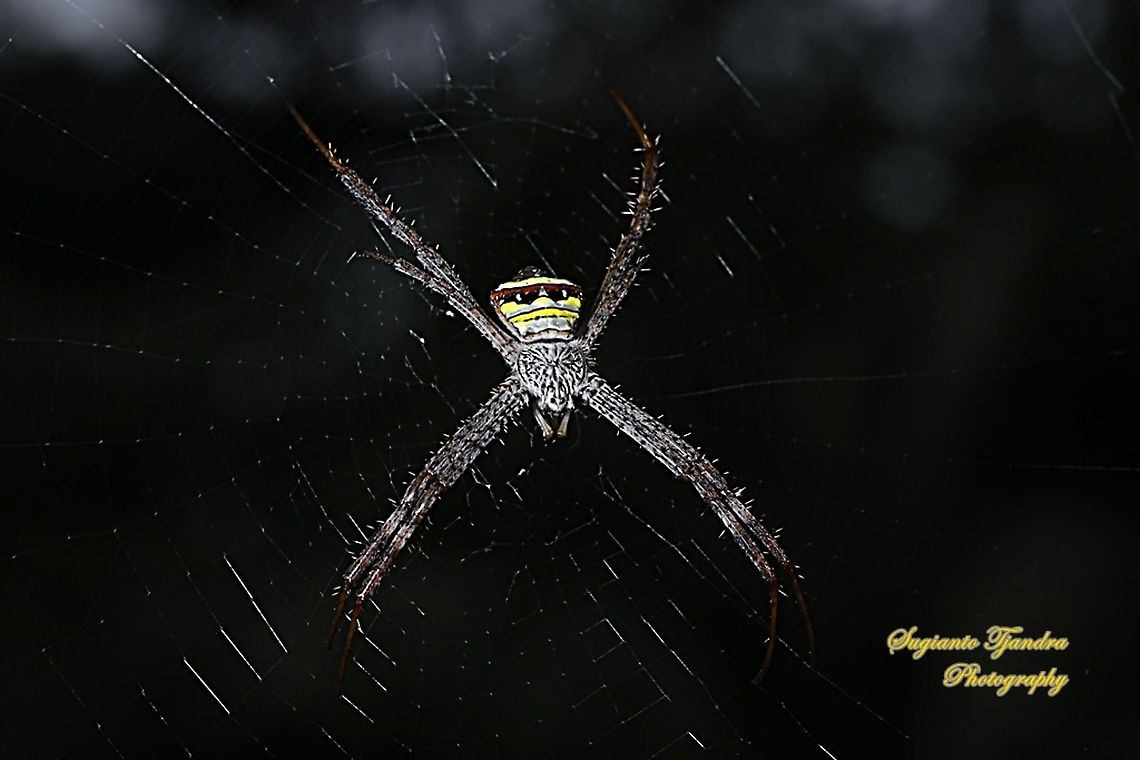 Orb-weaver spider, Argiope Anasuja  Argiope anasuja,Geotagged,Indonesia,Signature Spider,Winter