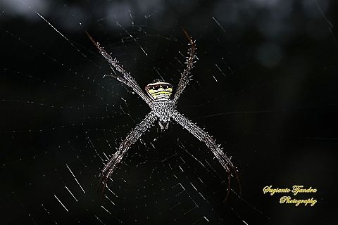 Orb-weaver spider, Argiope Anasuja  Argiope anasuja,Geotagged,Indonesia,Signature Spider,Winter