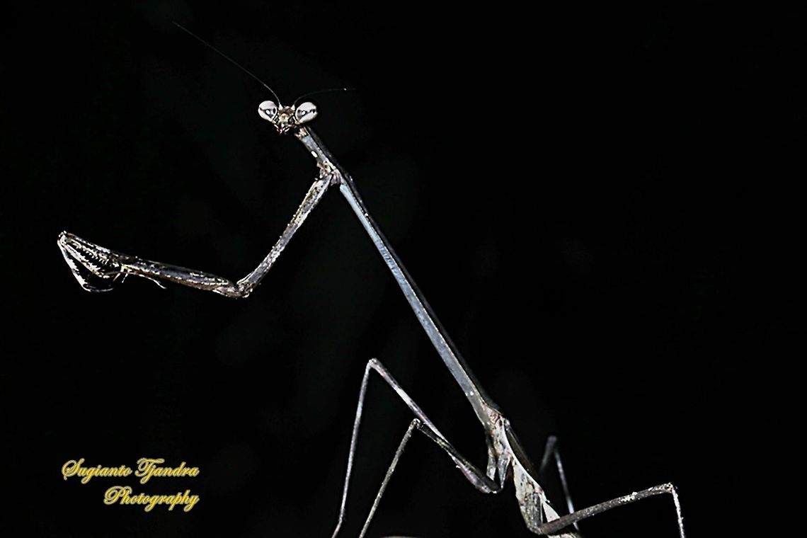 Stick Mantis, Mantidea  Geotagged,Indonesia,Winter